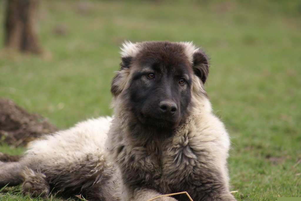 Chiot Estrela qui court